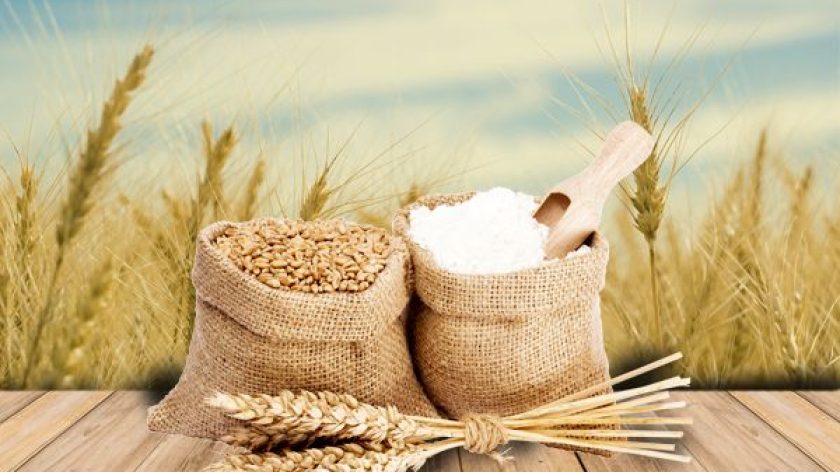 Wheat-2.jpg Wheat-2.jpg