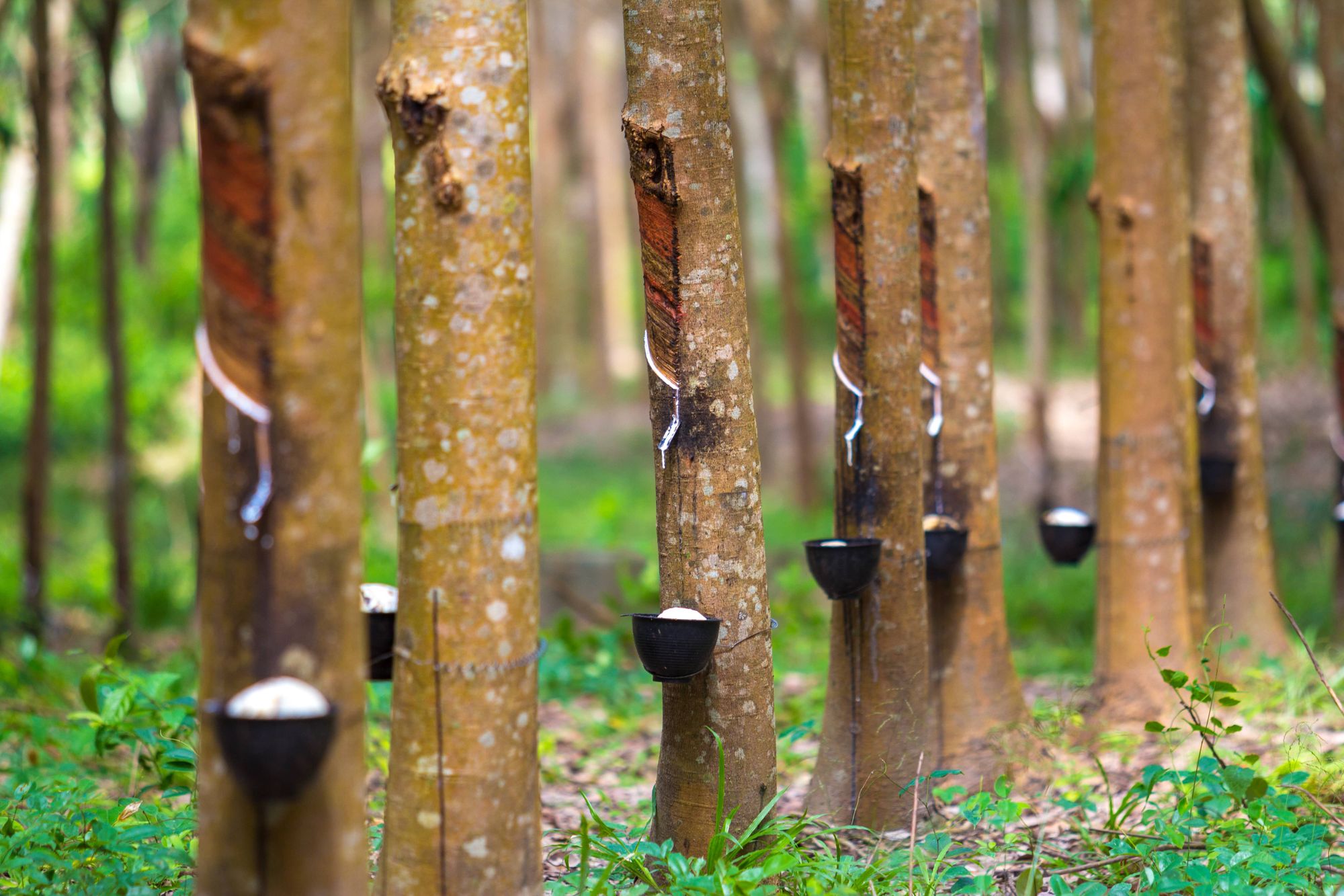 rubber-tree-bowl-filled-with-latex-min.jpg