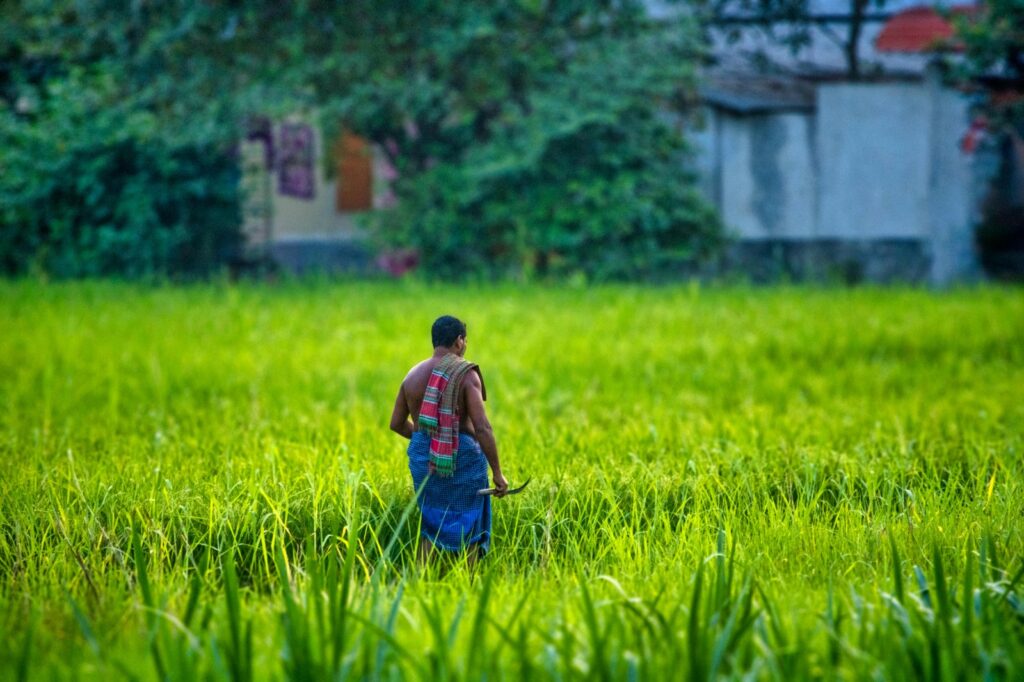 Indian Rice Ban Report